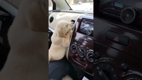 He’s just like me in the summer! 🥵 (Via – Nilesh H.) #Dog #Puppy #YellowLab